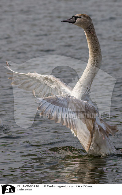 mute swan / AVD-05416