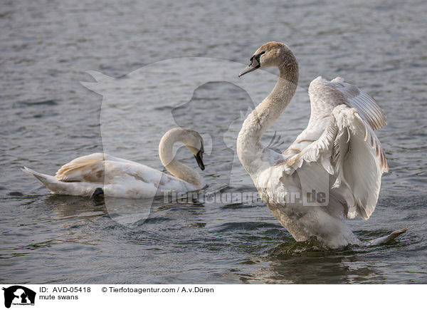 mute swans / AVD-05418