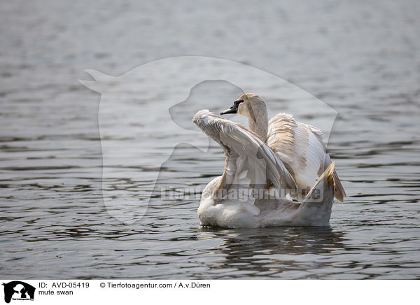 mute swan / AVD-05419