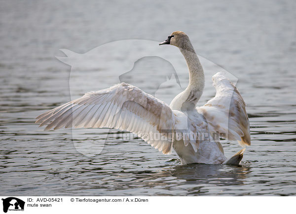 mute swan / AVD-05421