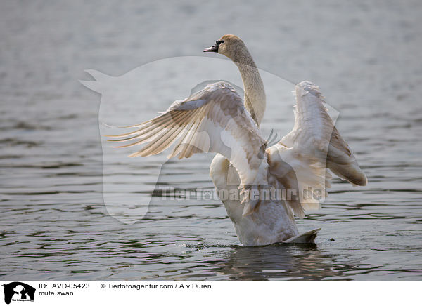 mute swan / AVD-05423