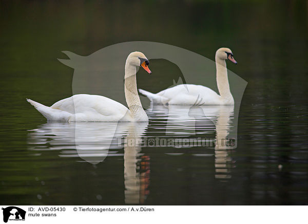 Hckerschwne / mute swans / AVD-05430