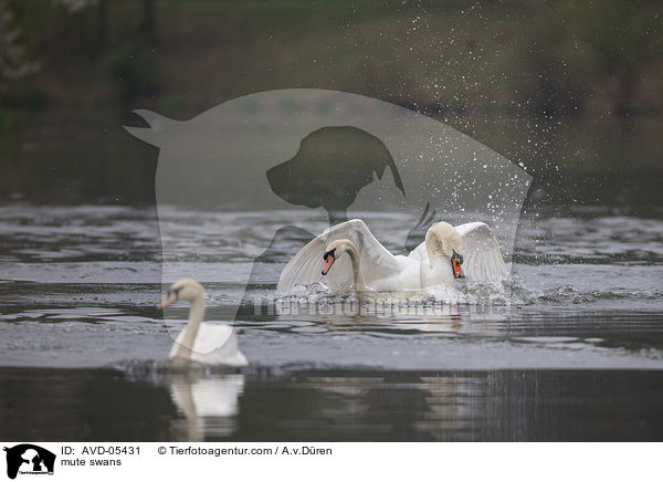 mute swans / AVD-05431