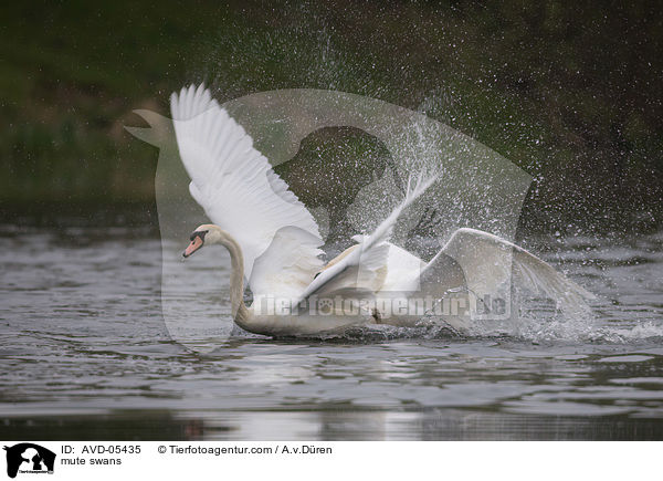 Hckerschwne / mute swans / AVD-05435