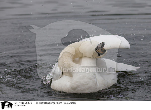 Hckerschwan / mute swan / AVD-05473