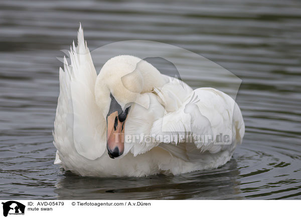 Hckerschwan / mute swan / AVD-05479