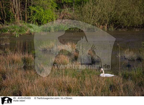 Hckerschwan / mute swan / AVD-05499