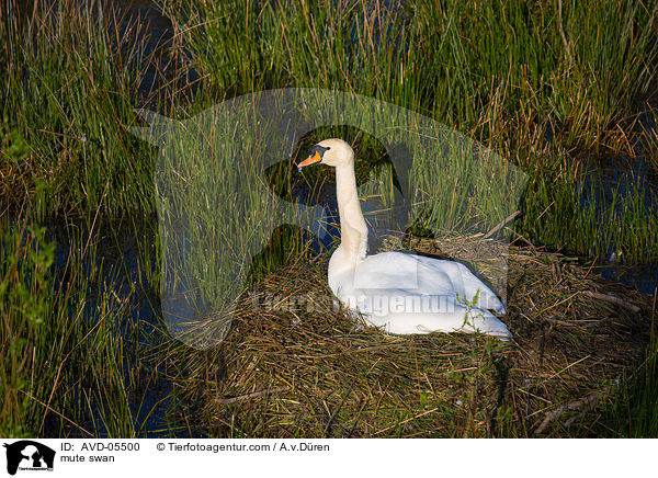 Hckerschwan / mute swan / AVD-05500