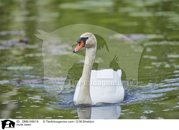 Hckerschwan / mute swan / DMS-08819