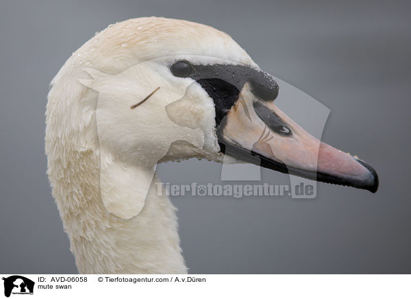 mute swan / AVD-06058