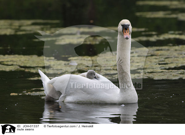 Hckerschwne / mute swans / JOH-01337