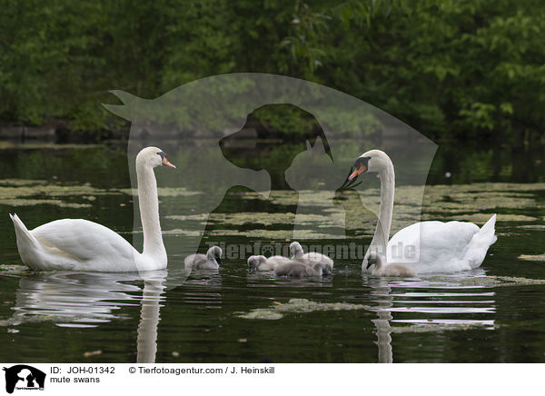 mute swans / JOH-01342