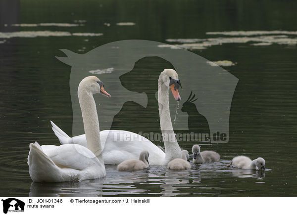 Hckerschwne / mute swans / JOH-01346