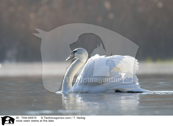 mute swan swims at the lake / THA-06874