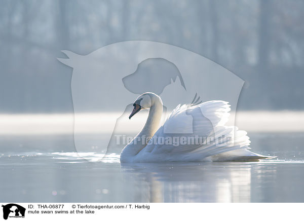 Hckerschwan schwimmt auf See / mute swan swims at the lake / THA-06877