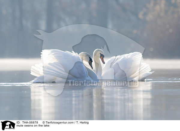 Hckerschwne auf dem See / mute swans on the lake / THA-06878