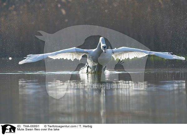 Hckerschwan fliegt ber den See / Mute Swan flies over the lake / THA-06891