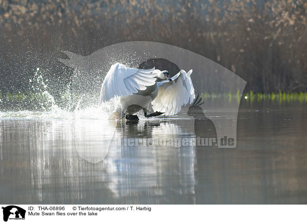 Mute Swan flies over the lake / THA-06896