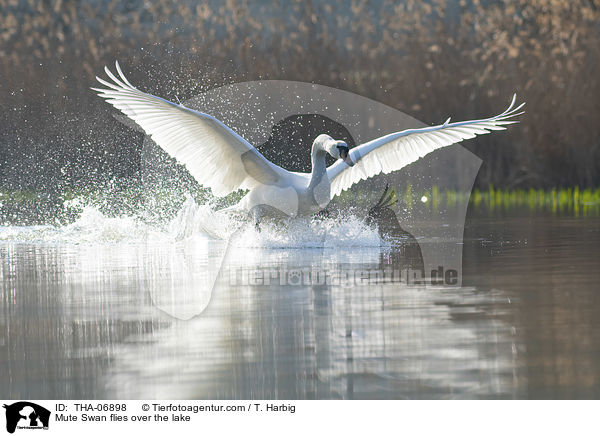 Mute Swan flies over the lake / THA-06898