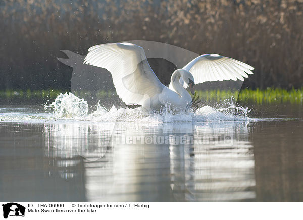 Mute Swan flies over the lake / THA-06900