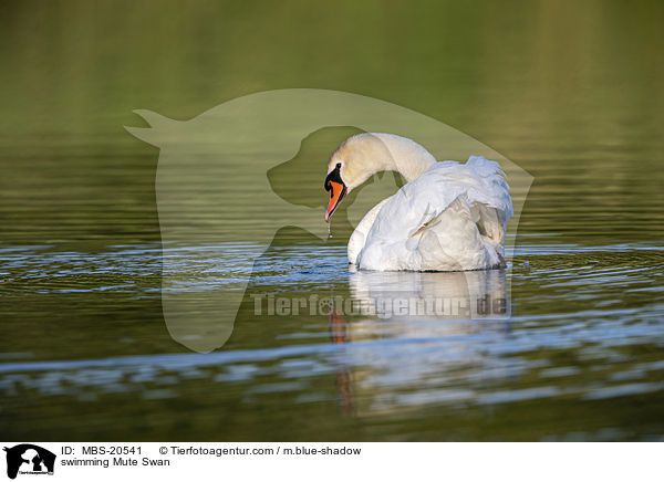 schwimmender Hckerschwan / swimming Mute Swan / MBS-20541