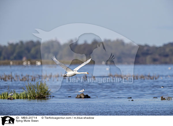 fliegender Hckerschwan / flying Mute Swan / MBS-20714
