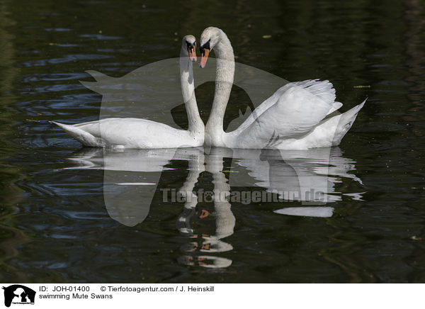 schwimmende Hckerschwne / swimming Mute Swans / JOH-01400