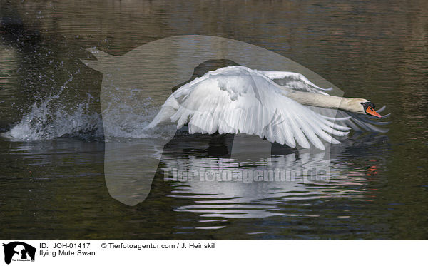 fliegender Hckerschwan / flying Mute Swan / JOH-01417