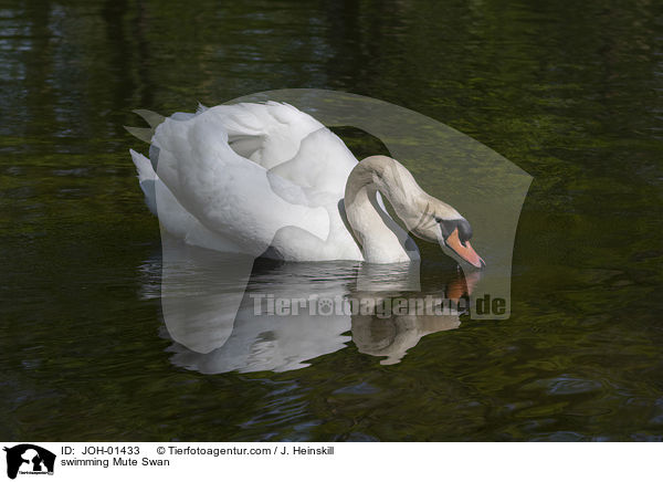 schwimmender Hckerschwan / swimming Mute Swan / JOH-01433