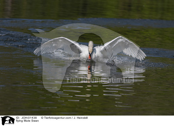 fliegender Hckerschwan / flying Mute Swan / JOH-01438