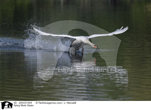 fliegender Hckerschwan / flying Mute Swan / JOH-01445