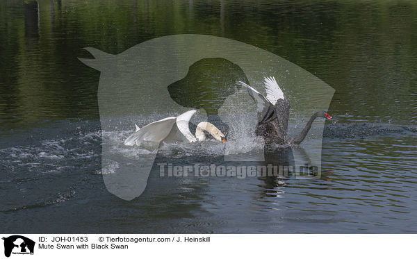 Hckerschwan mit Trauerschwan / Mute Swan with Black Swan / JOH-01453