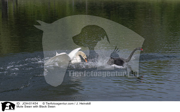 Hckerschwan mit Trauerschwan / Mute Swan with Black Swan / JOH-01454