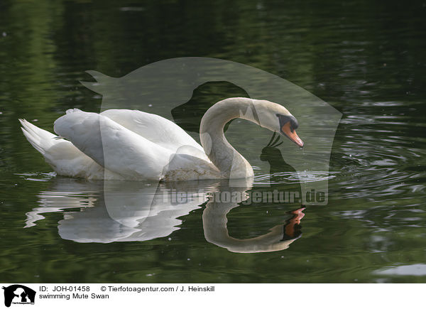 swimming Mute Swan / JOH-01458