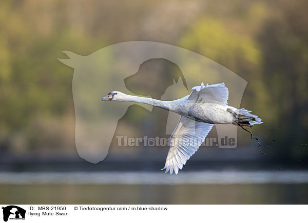 fliegender Hckerschwan / flying Mute Swan / MBS-21950