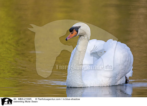 swimming Mute Swan / MBS-21995