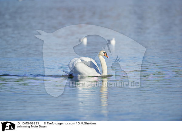 schwimmender Hckerschwan / swimming Mute Swan / DMS-09233