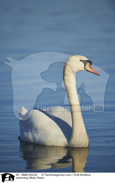 schwimmender Hckerschwan / swimming Mute Swan / DMS-09236