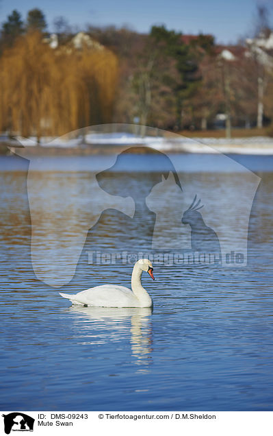 Hckerschwan / Mute Swan / DMS-09243