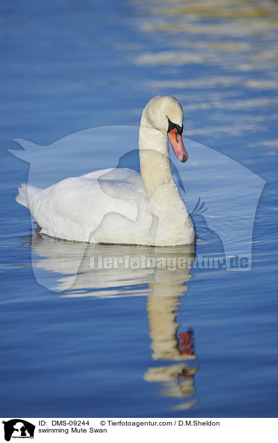 schwimmender Hckerschwan / swimming Mute Swan / DMS-09244