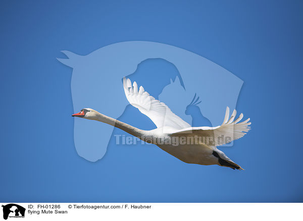 fliegender Hckerschwan / flying Mute Swan / FH-01286