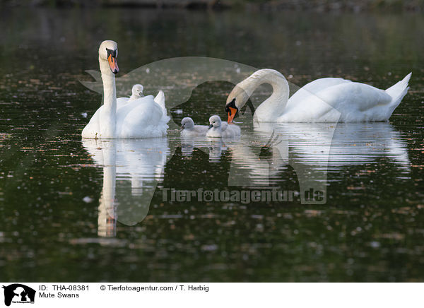 Hckerschwne / Mute Swans / THA-08381