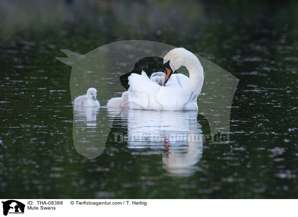 Hckerschwne / Mute Swans / THA-08388