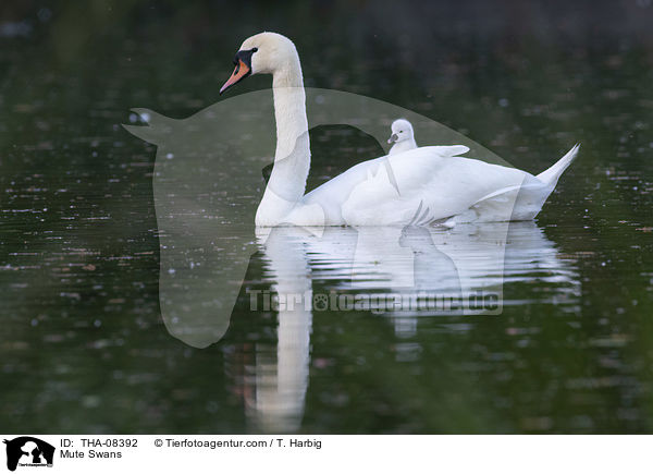 Hckerschwne / Mute Swans / THA-08392