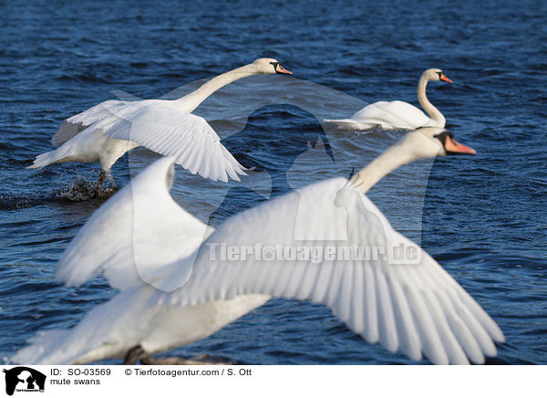 Hckerschwane / mute swans / SO-03569