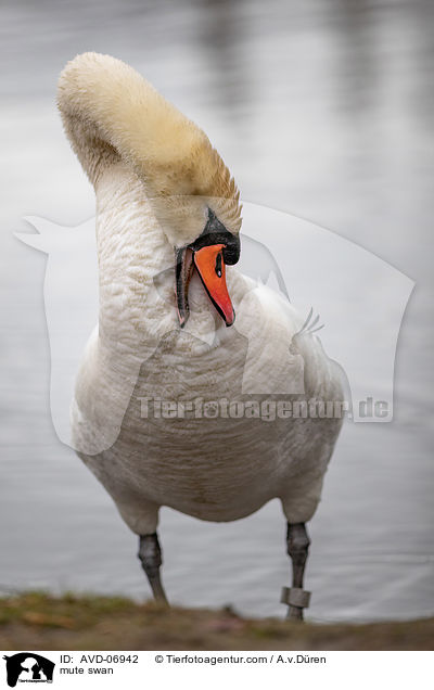 Hckerschwan / mute swan / AVD-06942