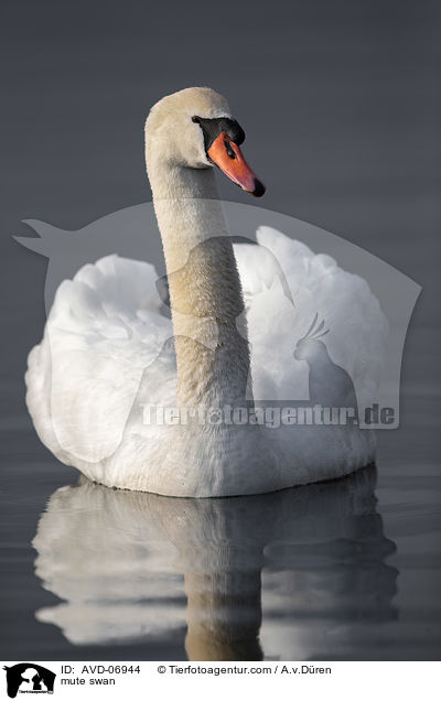 Hckerschwan / mute swan / AVD-06944