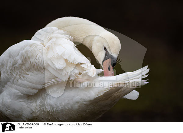 Hckerschwan / mute swan / AVD-07000