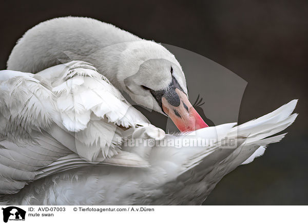 Hckerschwan / mute swan / AVD-07003