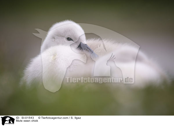 Hckerschwan Kken / Mute swan chick / SI-01543